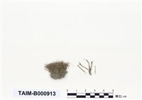 藏品(扭柄苔屬)的圖片